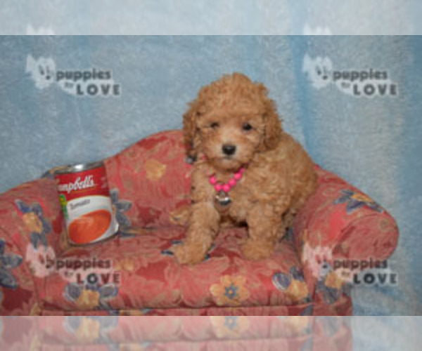 Medium Photo #18 Poodle (Toy) Puppy For Sale in SANGER, TX, USA