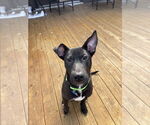 Small #1 Labrador Retriever Mix