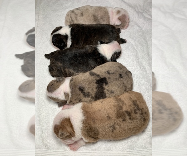 Medium Photo #1 Boston Terrier Puppy For Sale in TULARE, CA, USA