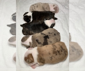 Boston Terrier Puppy for Sale in TULARE, California USA