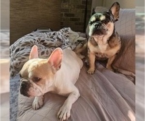 Mother of the French Bulldog puppies born on 06/25/2025