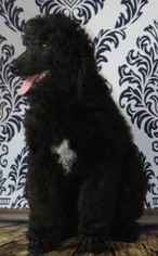 Poodle (Standard) Puppy for sale in WOODBINE, GA, USA