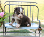 Small Photo #22 Miniature Australian Shepherd Puppy For Sale in GRANBURY, TX, USA