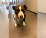 Small #2 Mutt