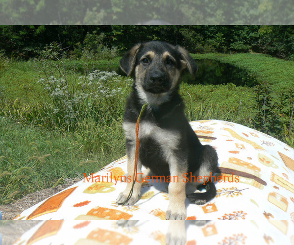 Medium Photo #5 German Shepherd Dog Puppy For Sale in PIEDMONT, MO, USA