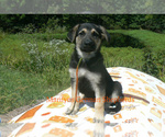 Small #4 German Shepherd Dog