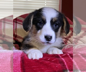 Cardigan Welsh Corgi Puppy for Sale in DEARBORN, Missouri USA
