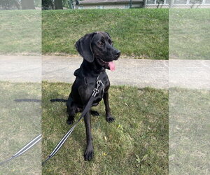 Mutt Dogs for adoption in Clinton , MI, USA
