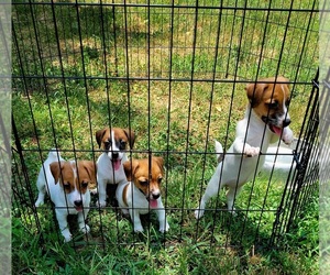 Jack Russell Terrier Litter for sale in MARSHVILLE, NC, USA