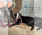 Small American Staffordshire Terrier-Boxer Mix