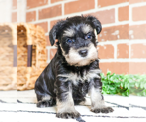 Schnauzer (Miniature) Puppy for sale in SYRACUSE, IN, USA