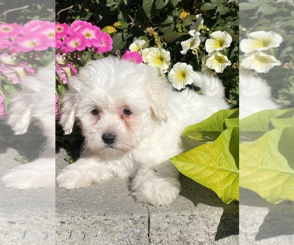 Medium Photo #3 Coton de Tulear Puppy For Sale in CANOGA, NY, USA