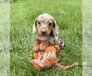 Dachshund Puppy for sale in MIDDLEBURY, IN, USA