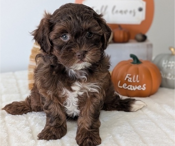 Medium Photo #3 ShihPoo Puppy For Sale in GOSHEN, IN, USA