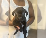 Puppy Light blue Cane Corso