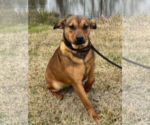 Mutt Dogs for adoption in Tarrytown, GA, USA