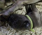 Small Photo #6 Cane Corso Puppy For Sale in WEST MONROE, LA, USA