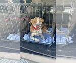 Small #31 Labrador Retriever Mix