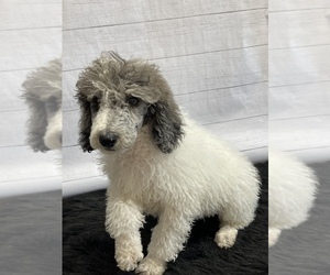 Poodle (Standard) Puppy for sale in QUAPAW, OK, USA
