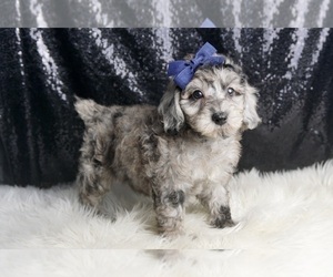 Medium Poodle (Toy)