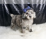Puppy Moss AKC Poodle (Toy)