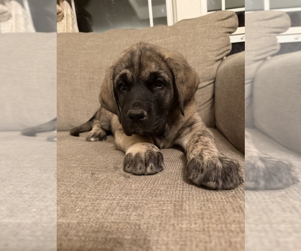 Medium Photo #11 Mastiff-Pyrenean Mastiff Mix Puppy For Sale in RHOME, TX, USA