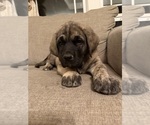 Small #10 Mastiff-Pyrenean Mastiff Mix