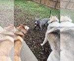 Small #29 American Pit Bull Terrier-Labrador Retriever Mix