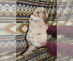 Small Photo #25 Miniature Australian Shepherd Puppy For Sale in ADAIR VILLAGE, OR, USA