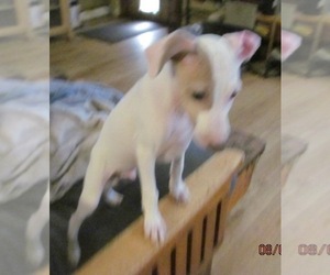 Italian Greyhound Puppy for sale in GRAHAM, WA, USA