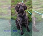 Small Photo #1 Labradoodle Puppy For Sale in ATHELSTANE, WI, USA