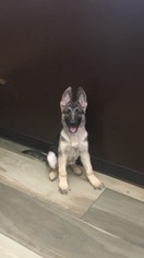 German Shepherd Dog Puppy for sale in HARTSDALE, NY, USA