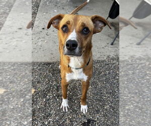 Mutt Dogs for adoption in Boston, MA, USA