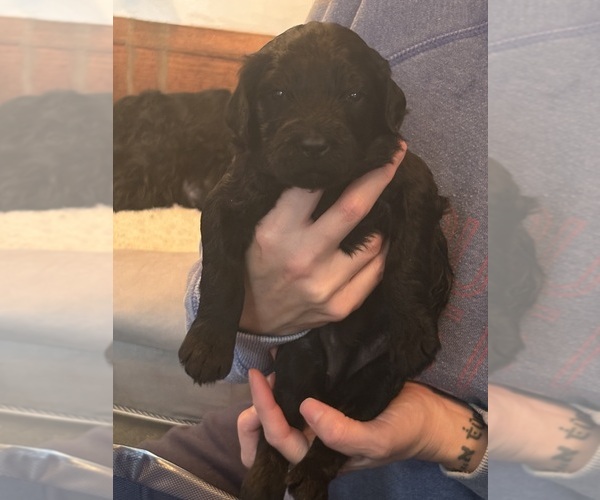 Medium Photo #6 Schnoodle (Giant) Puppy For Sale in MINNEAPOLIS, MN, USA