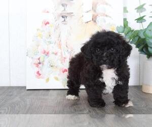 Poochon Puppy for sale in BEL AIR, MD, USA