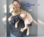 Small Photo #7 Goldendoodle (Miniature) Puppy For Sale in TOPEKA, IN, USA
