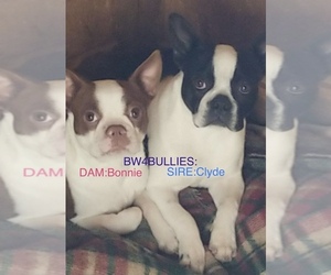 Boston Terrier Puppy for sale in MCALESTER, OK, USA