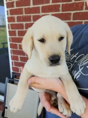 Labrador Retriever Puppy for sale in BRYANT, IN, USA