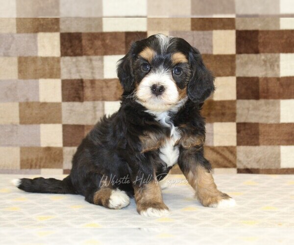 Medium Photo #1 Miniature Bernedoodle Puppy For Sale in DENVER, PA, USA