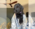 Small #1 Goldendoodle