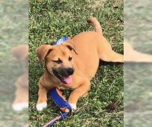 Black Mouth Cur-Unknown Mix Dogs for adoption in The Woodlands, TX, USA