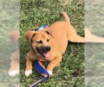 Small Photo #1 Black Mouth Cur-Unknown Mix Puppy For Sale in The Woodlands, TX, USA