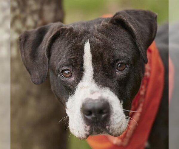 Medium Photo #2 Boxador Puppy For Sale in Rosenberg, TX, USA