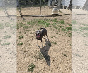 Mutt Dogs for adoption in Maquoketa, IA, USA
