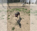 Moe - Female Mutt Dog for Adoption - Small photo