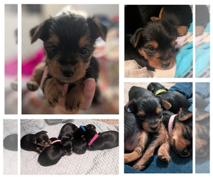 Yorkshire Terrier Puppy for sale in HICKORY, NC, USA