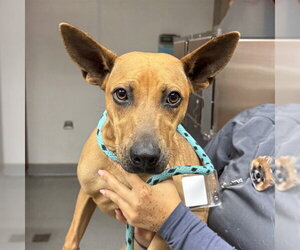 Mutt Dogs for adoption in Rancho Cucamonga, CA, USA