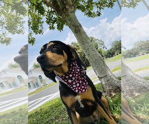 Bluetick Coonhound-Unknown Mix Dogs for adoption in Sanford, FL, USA