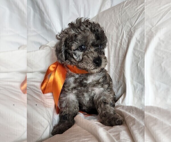 Medium Photo #5 Bichpoo Puppy For Sale in REIDSVILLE, NC, USA