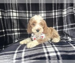 Small #1 Cockapoo